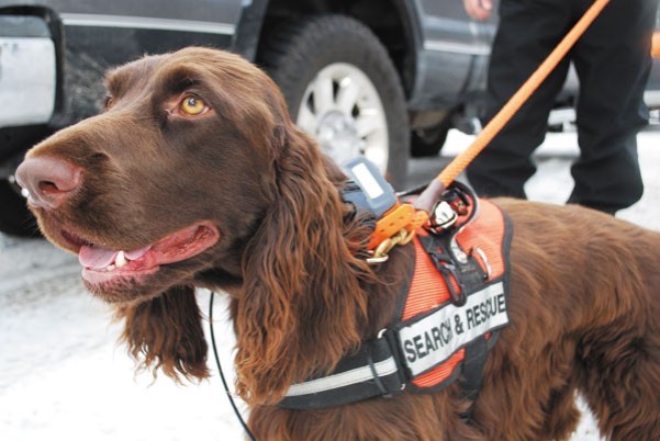 search & rescue dog