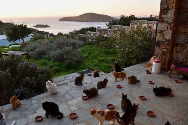 Greek Cat Rescue